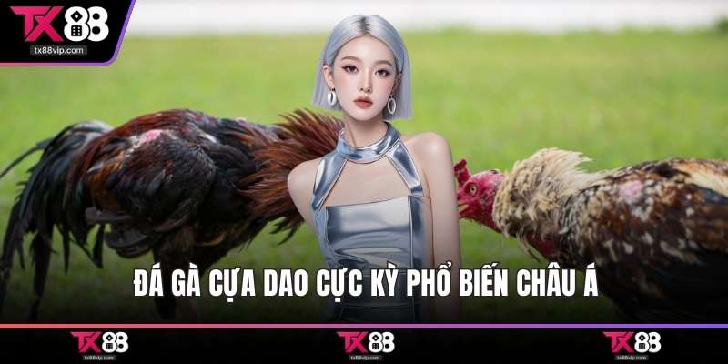 Đá gà cựa dao cực kỳ phổ biến châu Á