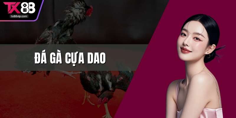 Đá gà cựa dao