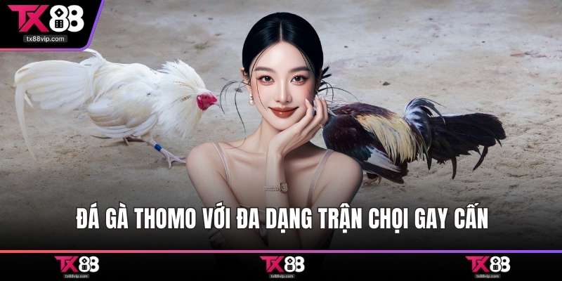 Đá gà Thomo với đa dạng trận chọi gay cấn