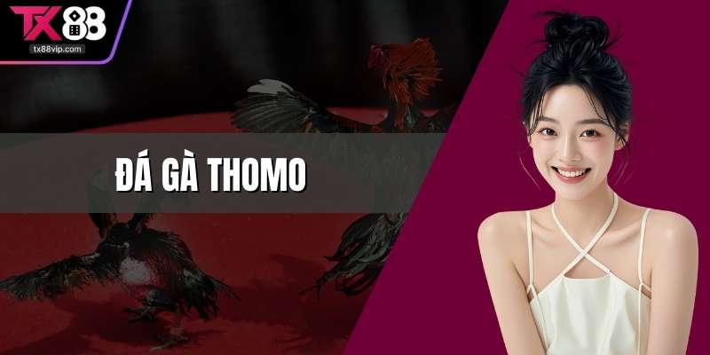 Đá gà Thomo