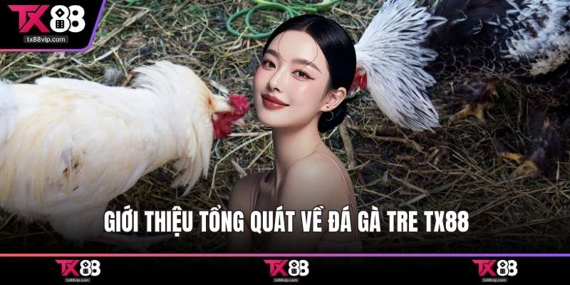 Giới thiệu tổng quát về đá gà tre TX88